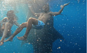 Whale sharks point. golden island cruises, komodo island tour from Lombok, lombok komodo tour, komodo island tour, komodo island from Lombok, komodo trip from Lombok, lombok komodo boat trip, komodo island boat tour, komodo boat trip, komodo from Lombok,