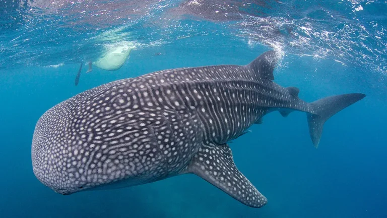 Komodo trip start lombok