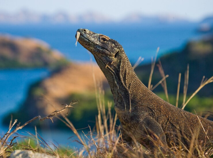 Komodo Tour Package - komodo boat trip