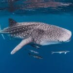 Komodo island tour from Lombok