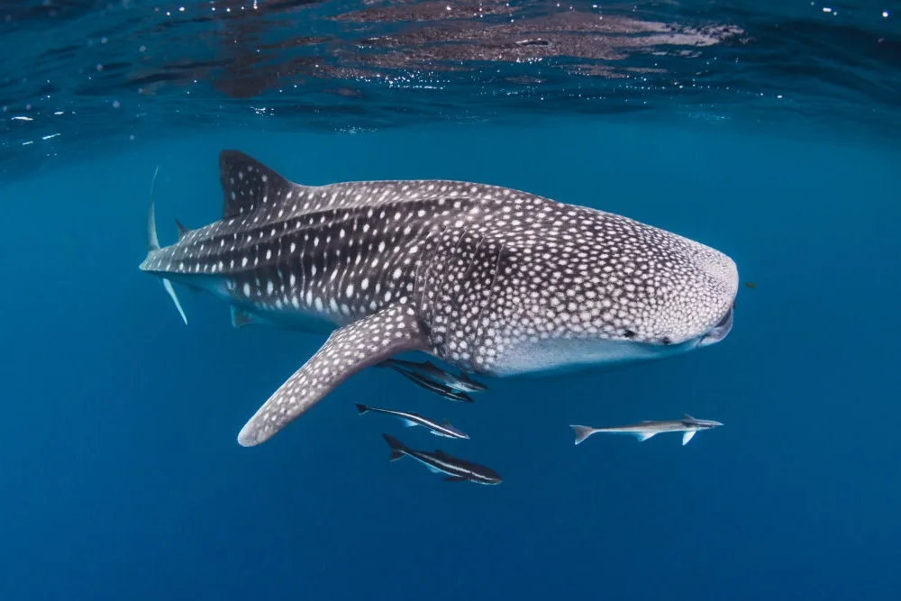 Komodo island tour from Lombok