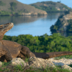 Komodo Odyssey: Navigating the Future of Sustainable Exploration from Labuan Bajo,golden island cruises, komodo island tour from Lombok, lombok komodo tour, komodo island tour, komodo island from Lombok, komodo trip from Lombok, lombok komodo boat trip, komodo island boat tour, komodo boat trip, komodo from Lombok, labuan bajo
