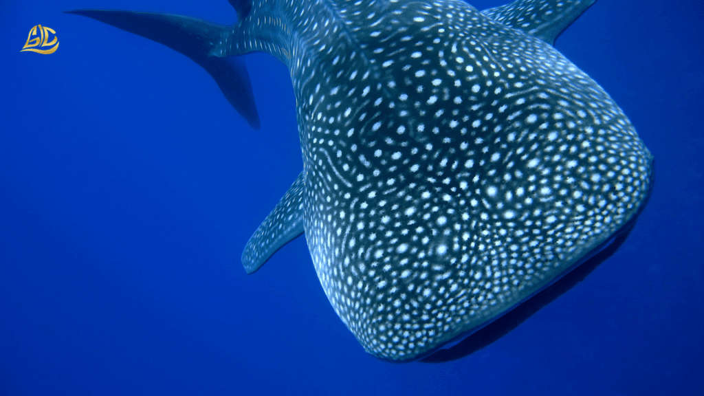 Whale Sharks Sumbawa