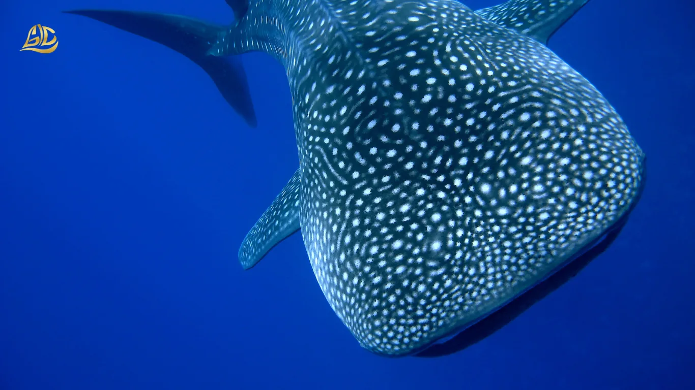 Whale Sharks Sumbawa