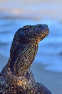 Private Tour Komodo Island Boat Chatrer
