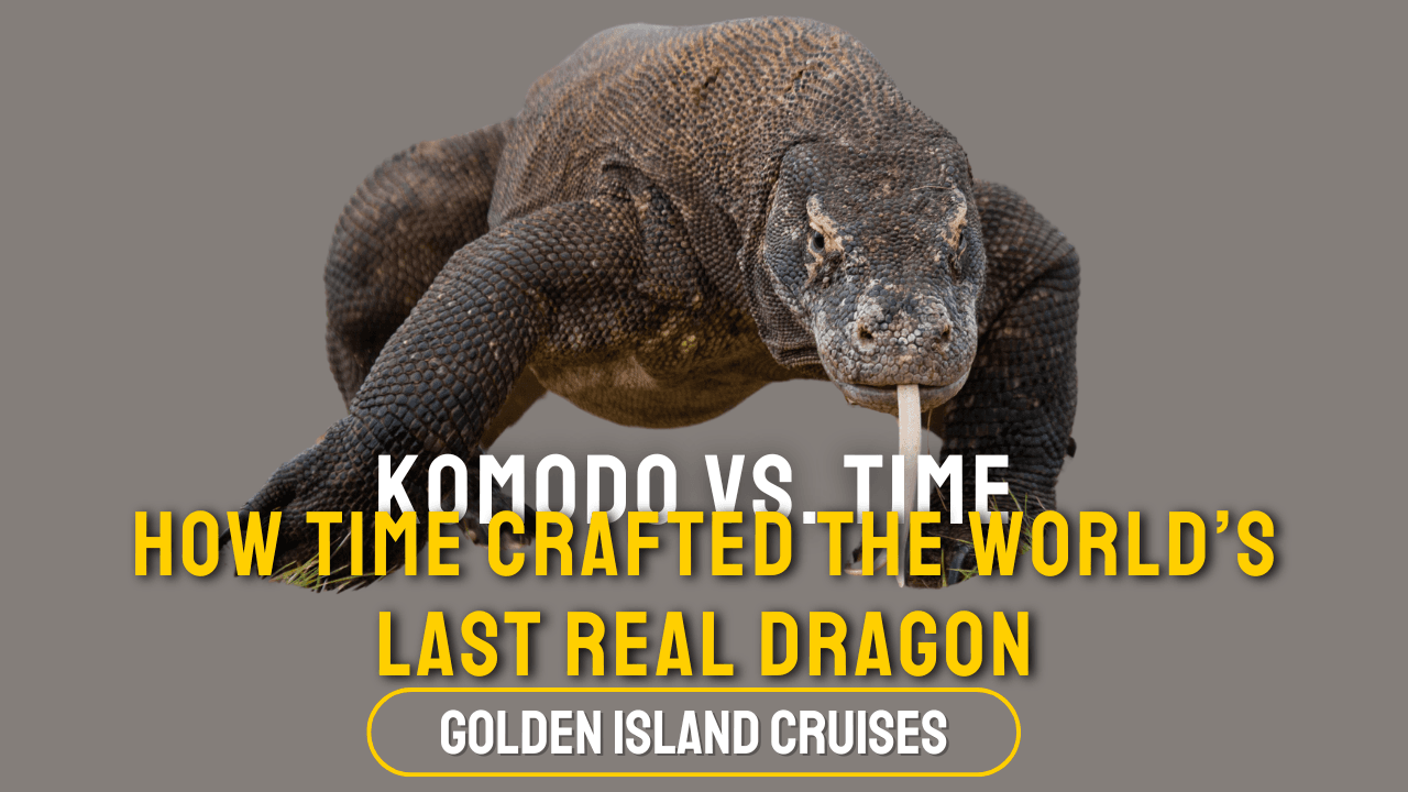komodo dragon evolution, apex predator