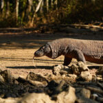 komodo trip from lombok, komodo island tour from lombok, komodo boat trip from lombok, lombok to komodo tour, komodo tour, komodo trip, komodo island tour, komodo cruise from lombok, komodo luxury cruises, komodo luxury cruises from lombok, labuan bajo to lombok, komodo island tour 4 days, komodo tour 3 days, komodo tour 2 days