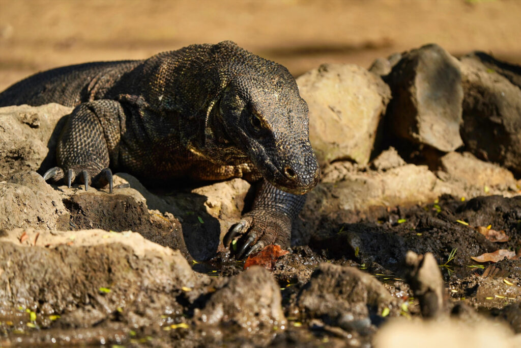komodo trip from lombok, komodo island tour from lombok, komodo boat trip from lombok, lombok to komodo tour, komodo tour, komodo trip, komodo island tour, komodo cruise from lombok, komodo luxury cruises, komodo luxury cruises from lombok, labuan bajo to lombok, komodo island tour 4 days, komodo tour 3 days, komodo tour 2 days