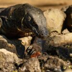 Komodo dragon, History, Evolution of komodo