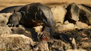 Komodo dragon, History, Evolution of komodo