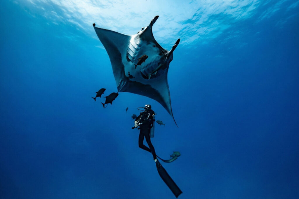 Komodo Discovery Adventure, komodo trip from lombok, komodo island tour from lombok, komodo boat trip from lombok, lombok to komodo tour, komodo tour, komodo trip, komodo island tour, komodo cruise from lombok, komodo luxury cruises, komodo luxury cruises from lombok, labuan bajo to lombok, komodo island tour 4 days, komodo tour 3 days, komodo tour 2 days