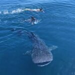 komodo trip from lombok, komodo island tour from lombok, komodo boat trip from lombok, lombok to komodo tour, komodo tour, komodo trip, komodo island tour, komodo cruise from lombok, komodo luxury cruises, komodo luxury cruises from lombok, labuan bajo to lombok, komodo island tour 4 days, komodo tour 3 days, komodo tour 2 days