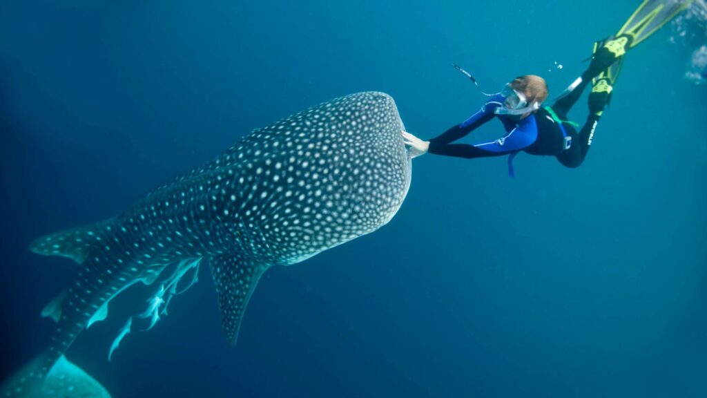 komodo trip from lombok, komodo island tour from lombok, komodo boat trip from lombok, lombok to komodo tour, komodo tour, komodo trip, komodo island tour, komodo cruise from lombok, komodo luxury cruises, komodo luxury cruises from lombok, labuan bajo to lombok, komodo island tour 4 days, komodo tour 3 days, komodo tour 2 days, whale sharks