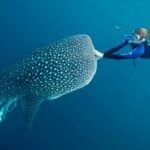 komodo trip from lombok, komodo island tour from lombok, komodo boat trip from lombok, lombok to komodo tour, komodo tour, komodo trip, komodo island tour, komodo cruise from lombok, komodo luxury cruises, komodo luxury cruises from lombok, labuan bajo to lombok, komodo island tour 4 days, komodo tour 3 days, komodo tour 2 days, whale sharks