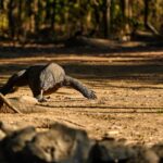 komodo trip from lombok, komodo island tour from lombok, komodo boat trip from lombok, lombok to komodo tour, komodo tour, komodo trip, komodo island tour, komodo cruise from lombok, komodo luxury cruises, komodo luxury cruises from lombok, labuan bajo to lombok, komodo island tour 4 days, komodo tour 3 days, komodo tour 2 days