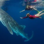 komodo trip from lombok, komodo island tour from lombok, komodo boat trip from lombok, lombok to komodo tour, komodo tour, komodo trip, komodo island tour, komodo cruise from lombok, komodo luxury cruises, komodo luxury cruises from lombok, labuan bajo to lombok, komodo island tour 4 days, komodo tour 3 days, komodo tour 2 days