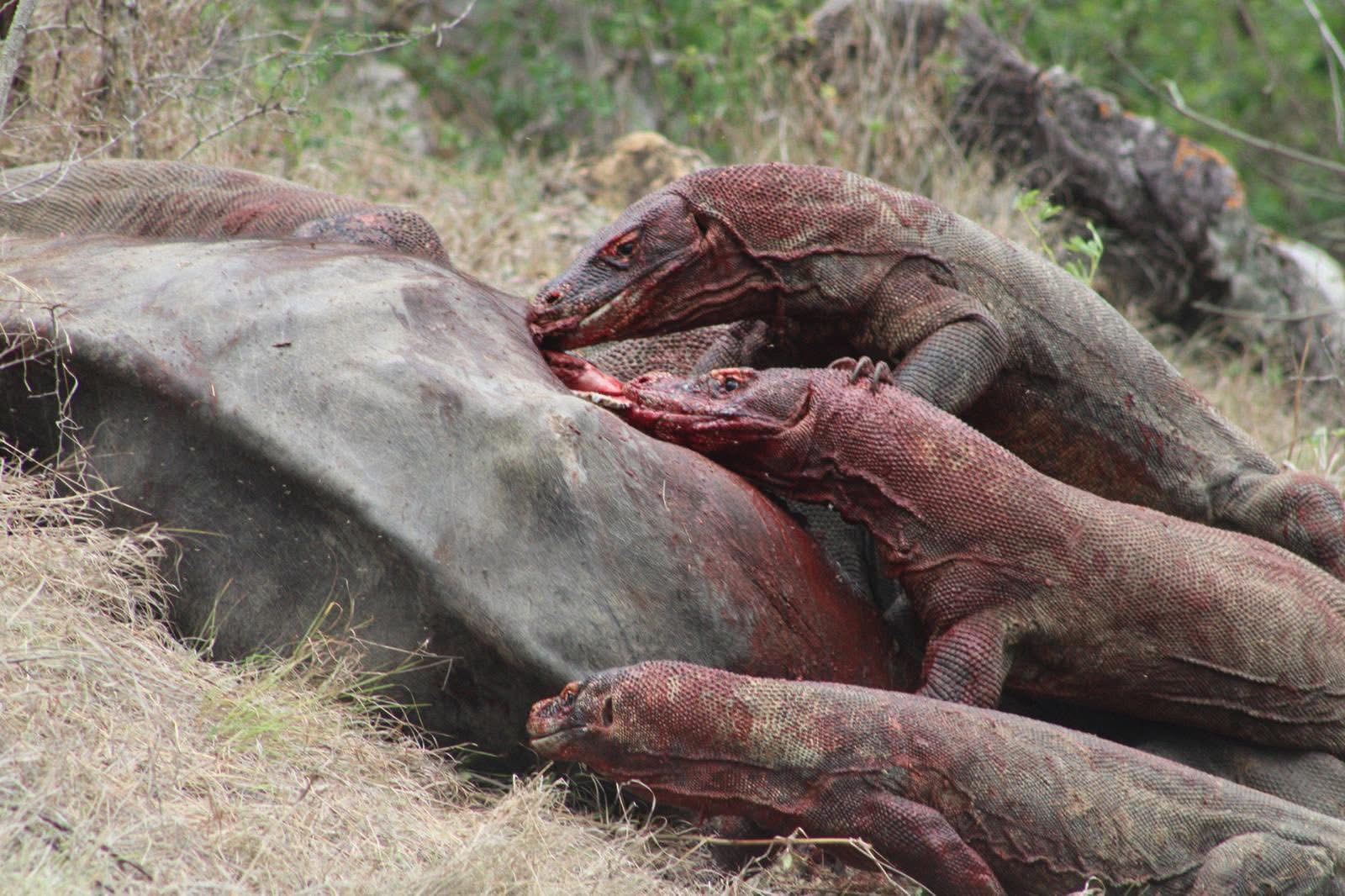 Komodo Dragon, Komodo National Park