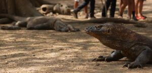eco tourism Komodo Komodo dragon genetics Why are Komodo dragons only in Indonesia Komodo dragon habitat Komodo National Park Komodo dragon evolution Komodo dragon endemic species Komodo Island wildlife Varanus komodoensis Komodo dragon natural habitat