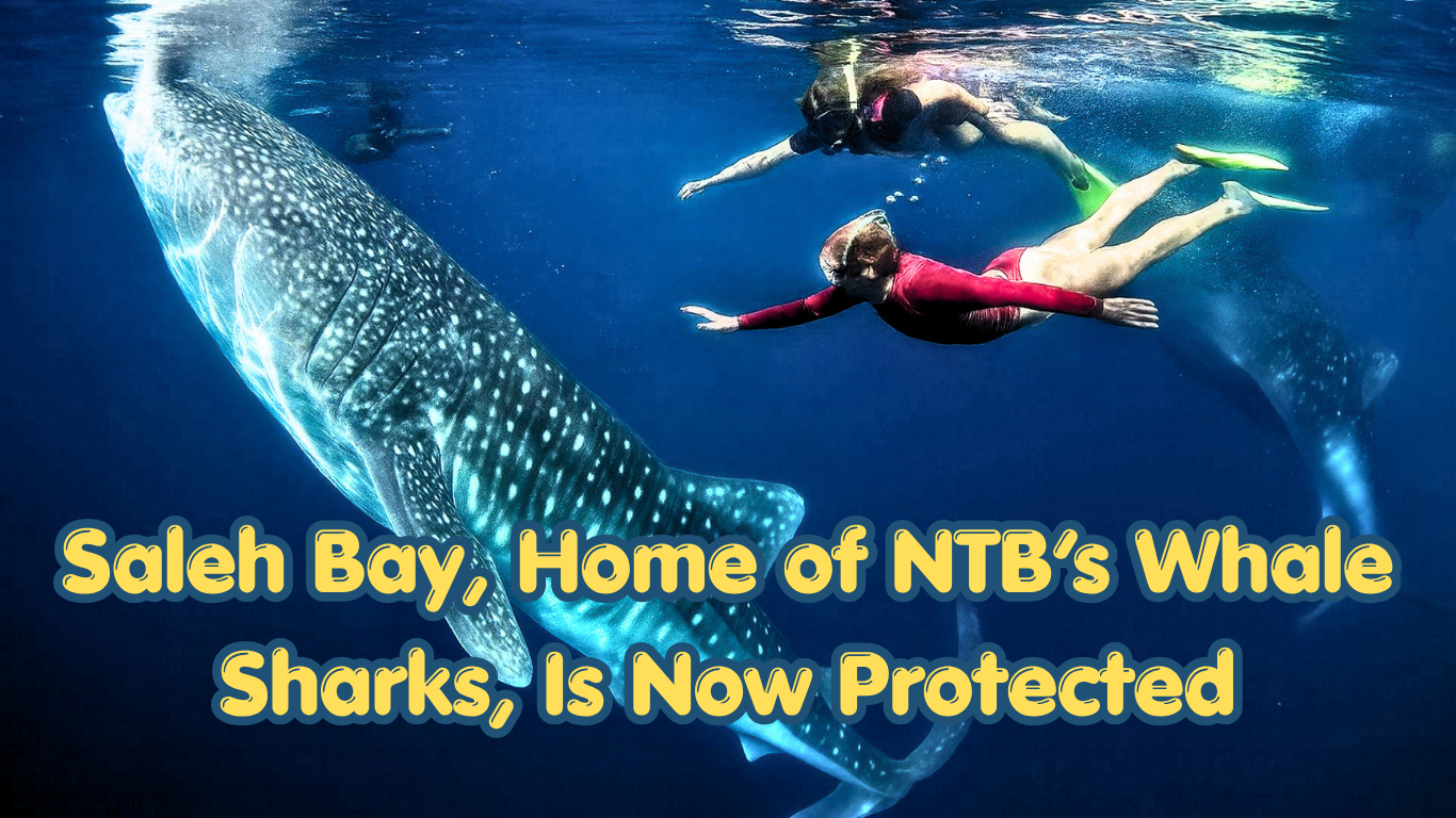 NTB Officially Secures 73,165 Hectares of Whale Shark Habitat in Saleh Bay