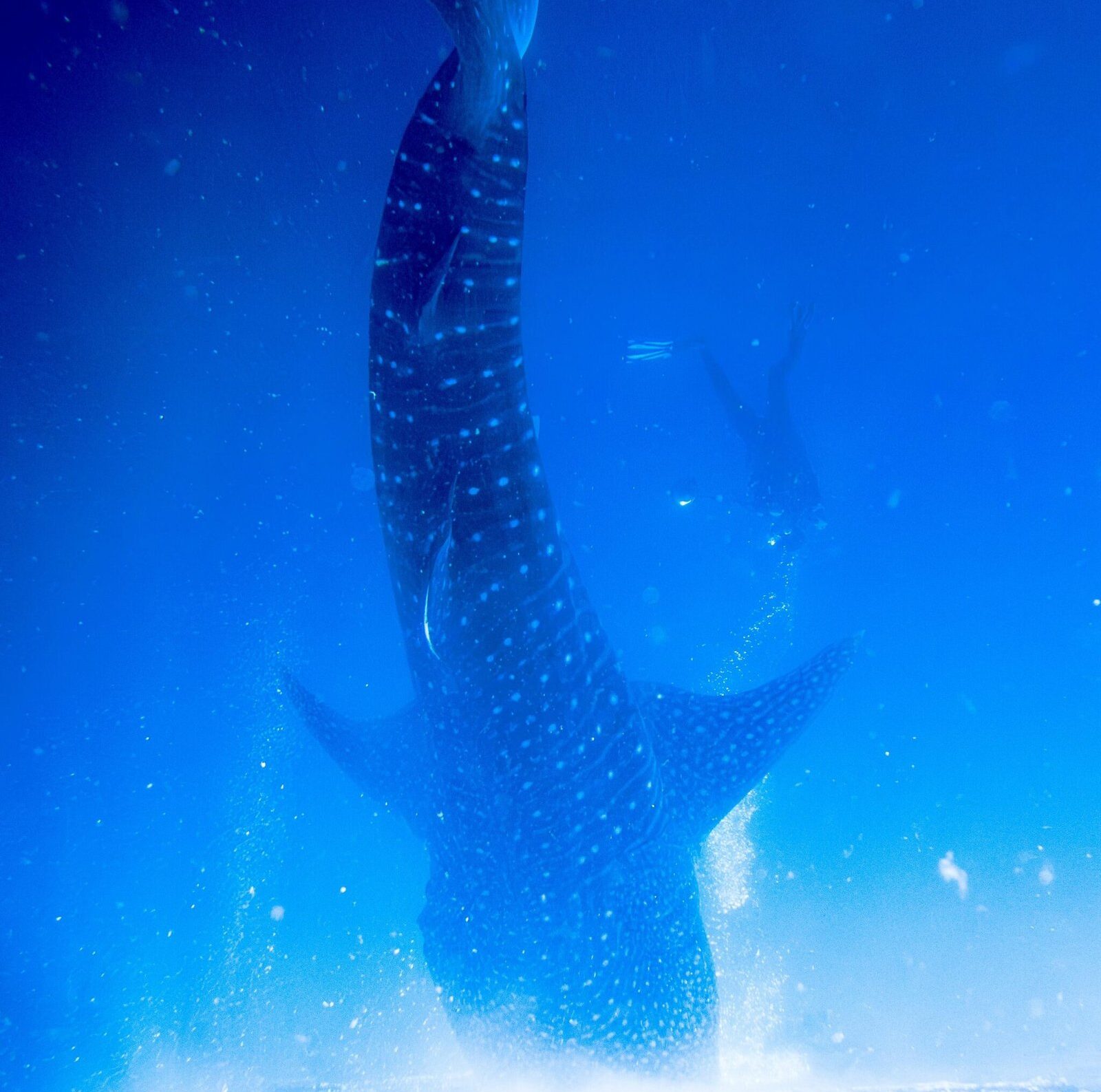 NTB Officially Secures 73,165 Hectares of Whale Shark Habitat in Saleh Bay
