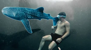 Whale Sharks Habits