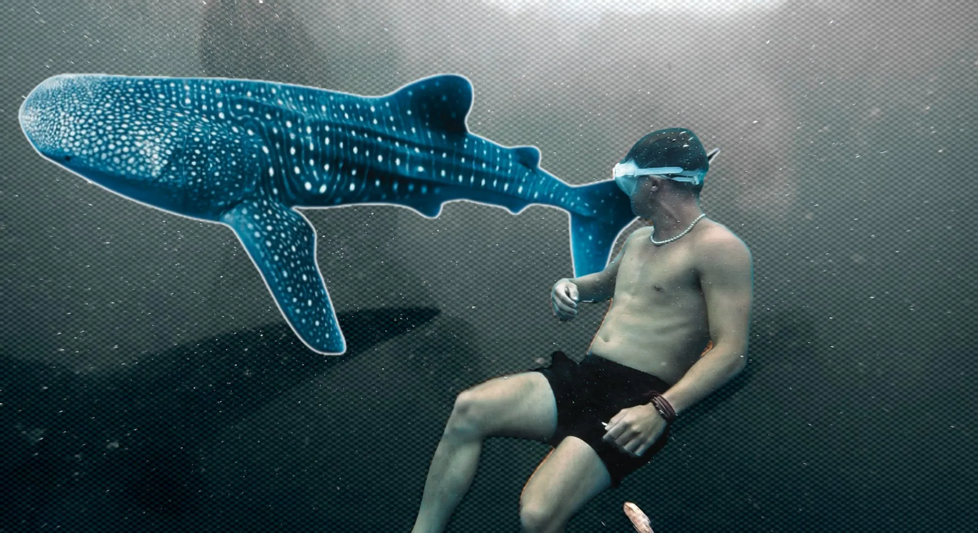Whale Sharks Habits