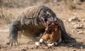 Komodo Dragon Predators