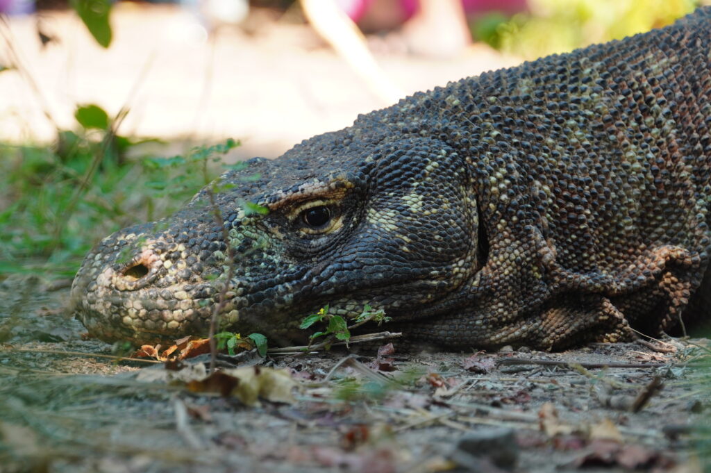 Komodo Discovery Adventure