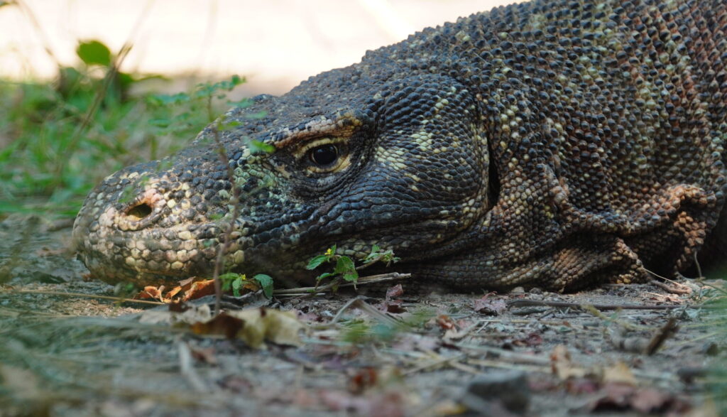 Komodo Discovery Adventure, Menami Deluxe Boat