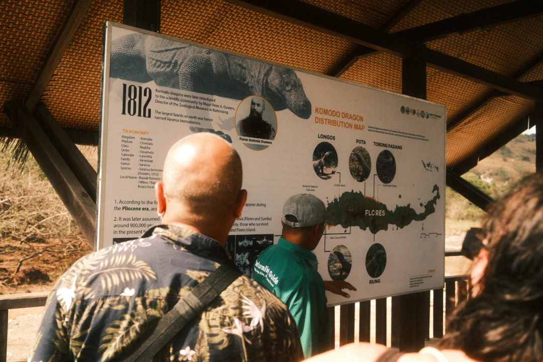 Labuan Bajo Tourism, Komodo Distribution