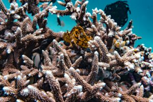 Coral, Komodo Liveaboard