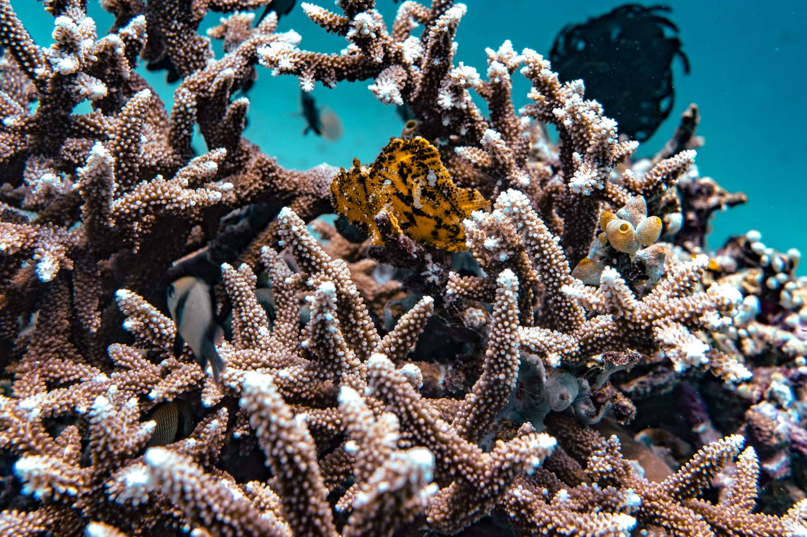Coral, Komodo Liveaboard