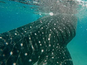 Snorkeling with Whale Shark, Saleh Bay, Komodo Trip