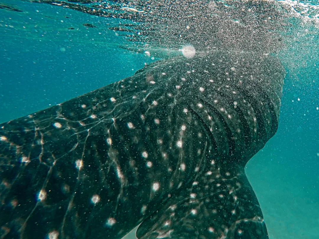 Snorkeling with Whale Shark, Saleh Bay, Komodo Trip